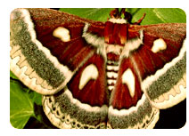 Silk Moth Fully Grown