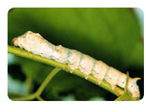 Silk Worm on Mulberry Leaf